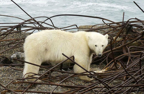 Белые медведи осадили деревню на Чукотке и сорвали дискотеки