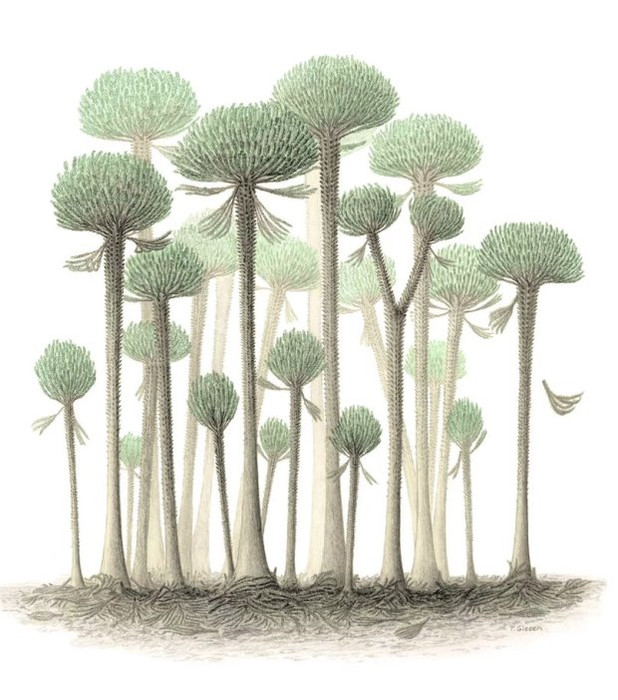 374 миллионов лет назад на Земле росли очень необычные деревья