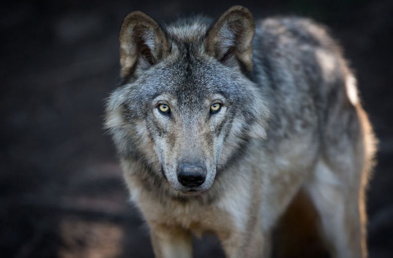 Рост популяции волков в Германии стал возможен благодаря военным базам
