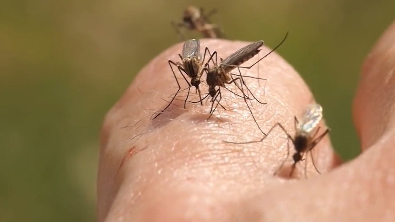 Жители Техаса после урагана Харви страдают от аномального нашествия комаров