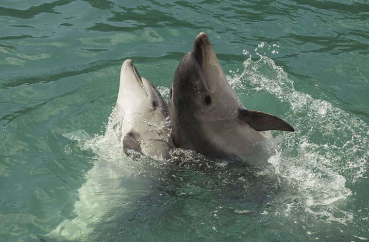 Дельфины оказались способны заводить себе лучших друзей