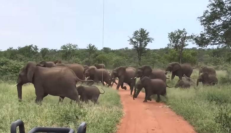 Группа туристов оказалась посреди стада слонов