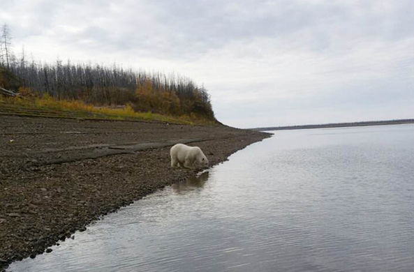 Белый медвежонок в Сибири потерял маму и забрел далеко на юг
