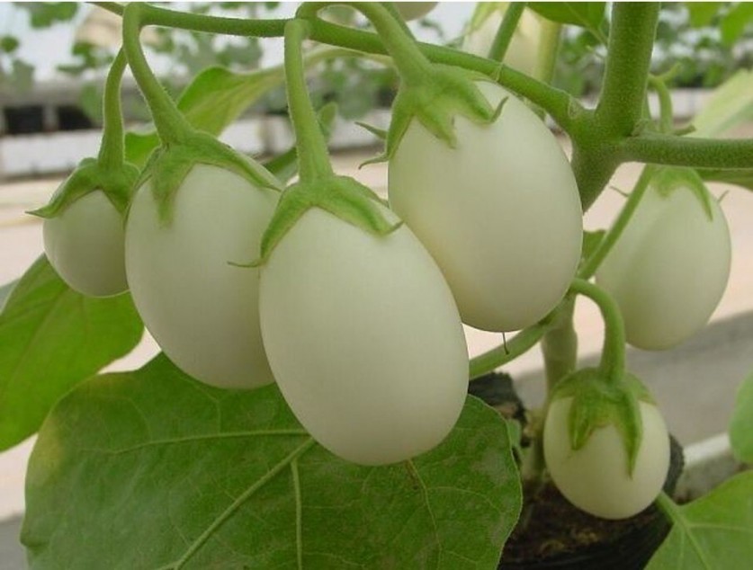 Яйцо на ветке: баклажан сорта eggplant