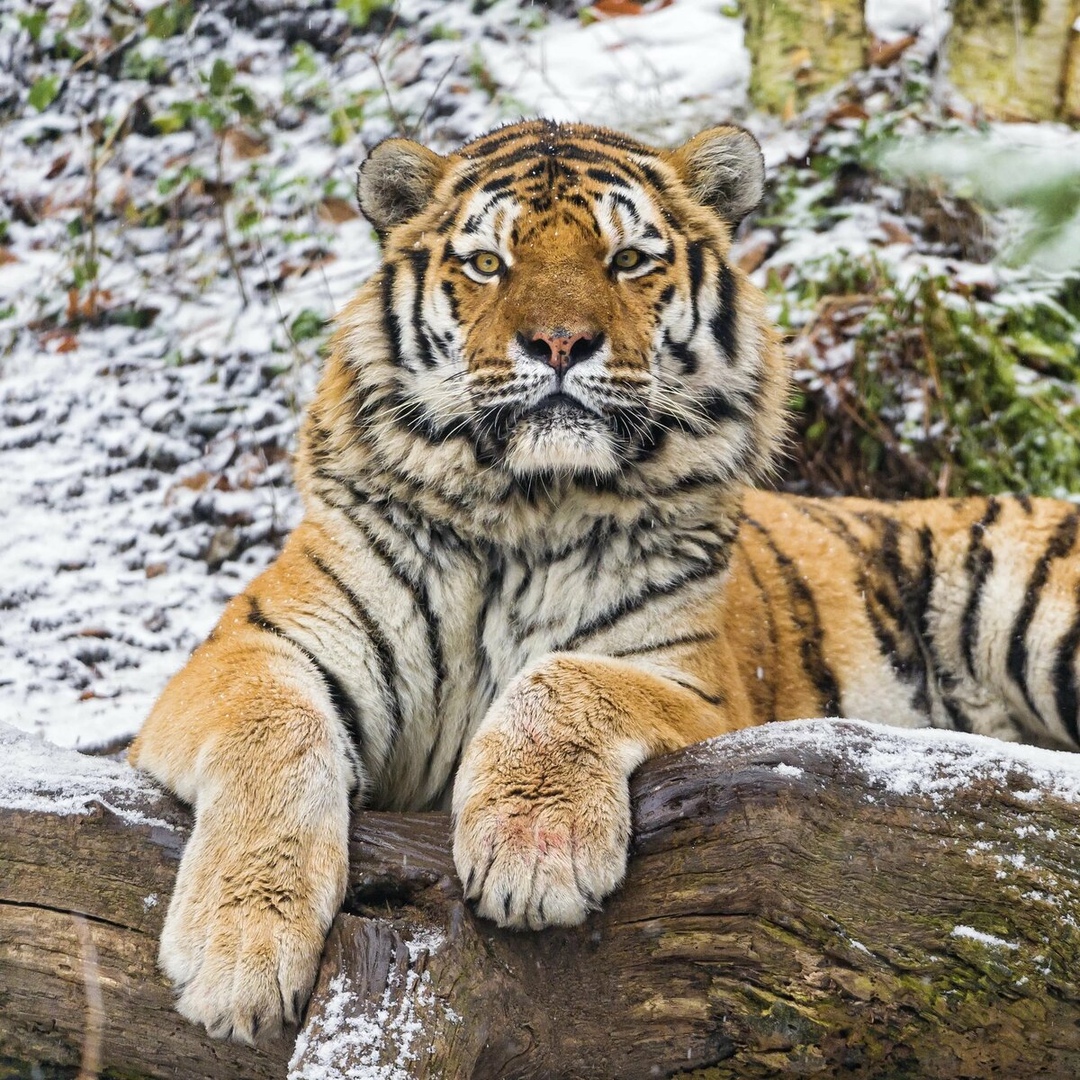 Амурский тигр.