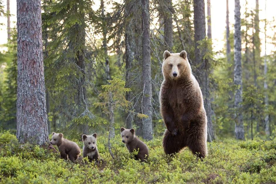 Интересные факты о медведях.