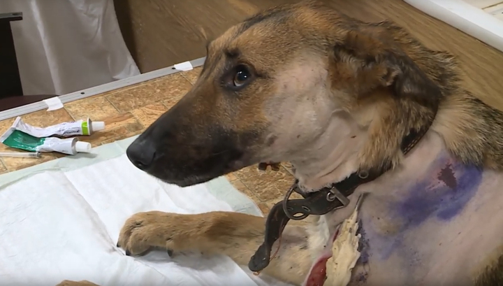 Во Владимире собака чудом выжила после расстрела, теперь ей ищут хозяев