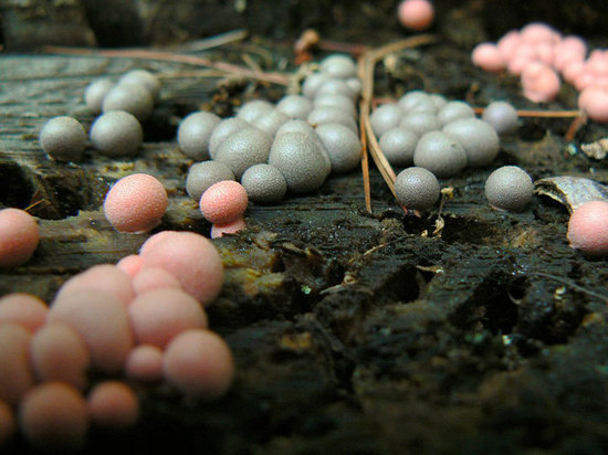 В Подмосковье появились грибы-убийцы, которые нельзя даже нюхать