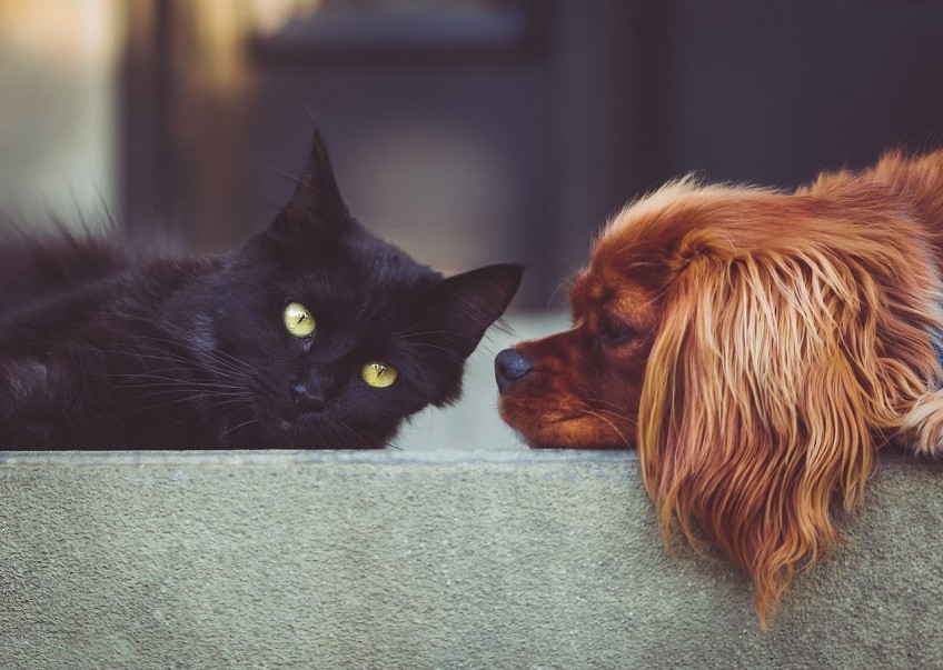 Как подружить собак и кошек