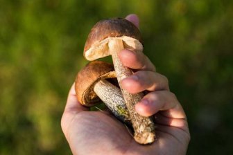 об опасности некоторых съедобных грибов