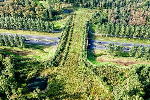 В Нидерландах есть экодук — мост для безопасного перехода животных через скоростную трассу.