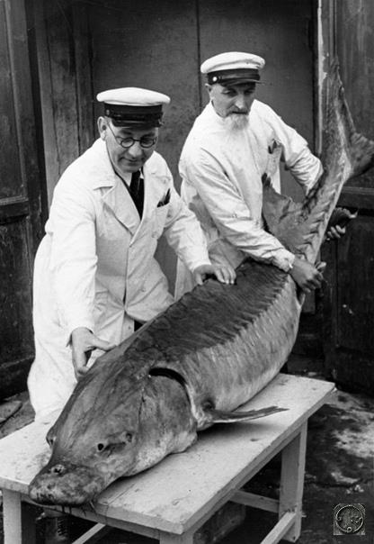 Осетра, выловленного в Сестрорецке, осматривают работники ленинградского рыбоперерабатывающего завода, СССР, 1930-е.
