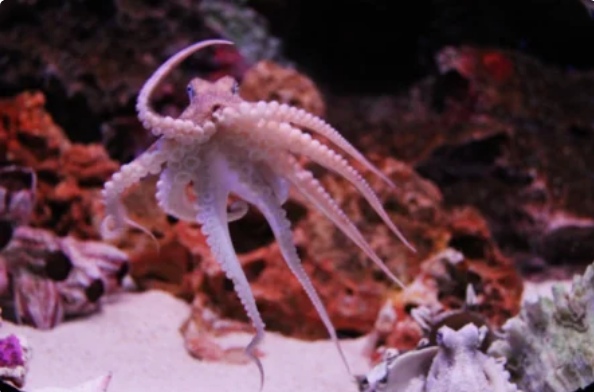 Биологи выяснили, почему осьминоги «шлёпают» рыб
