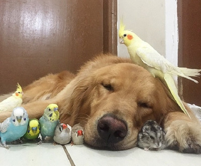 Смотри какая красота! Дружба между попугаем и щенком!) ДО СЛЁЗ!)