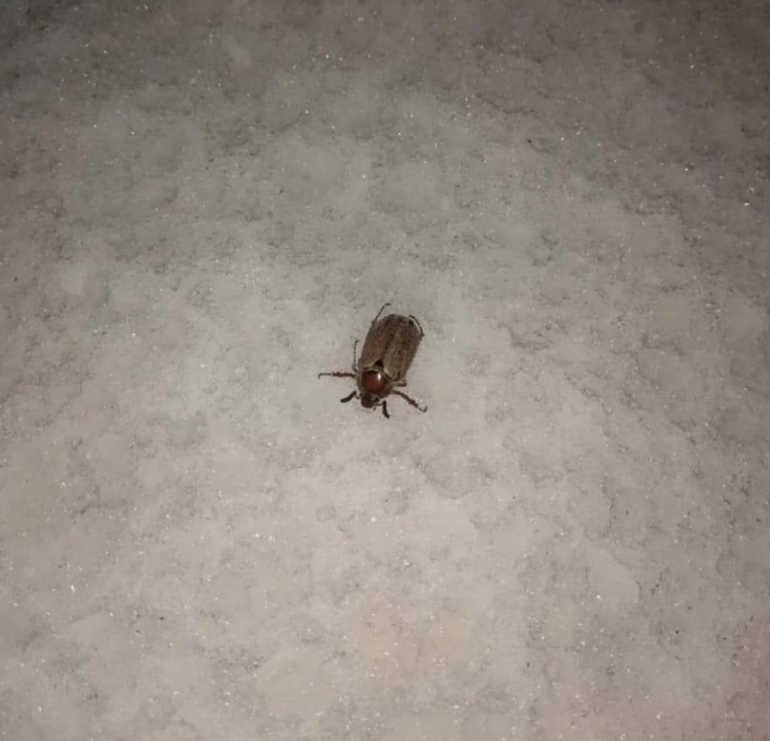 Во Владимирской области майский жук в январе ползает по снегу