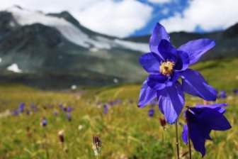 Тайна синего цветка: редкий цвет природы обязан своим существованием пчелиному зрению
