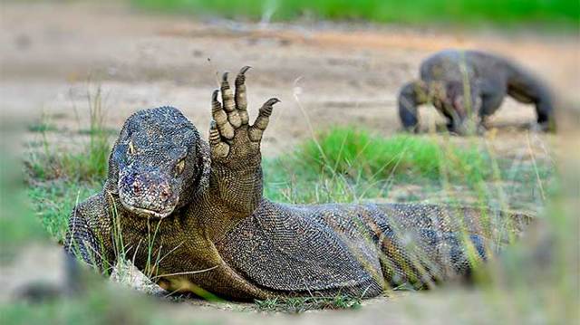 В Индонезии живут «драконы» и под их кожей есть слой брони