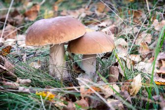 Кирпичи из грибов скоро могут заменить цемент