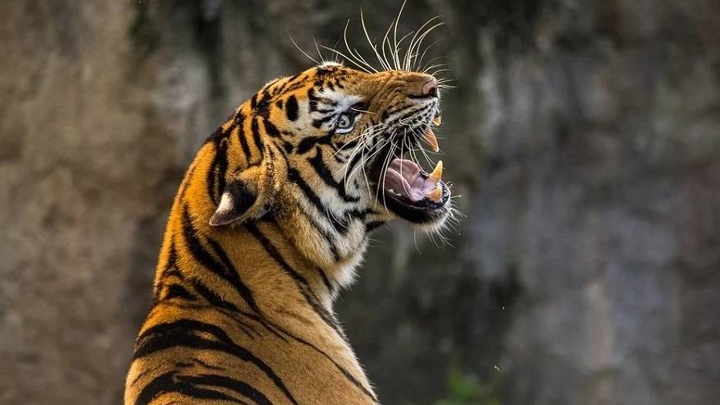 В Приморье не удается поймать тигра, нападающего на собак в селах