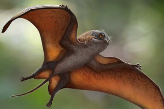 Обитавшего 160 млн лет птерозавра сравнили с очаровательными пришельцами из «Звездных войн»