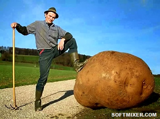 Любопытные факты о картофеле