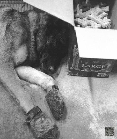Немецкая овчарка отдыхает после 20-часового поиска выживших среди обломков Всемирного торгового центра в 2001 году