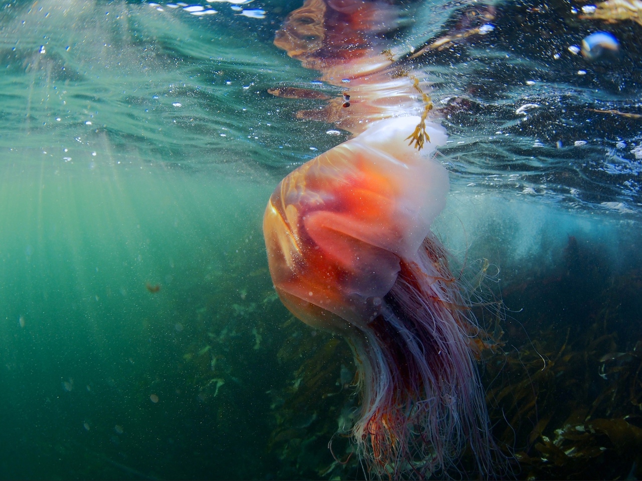 Медуза Цианея арктическая - самая крупная медуза в мире!