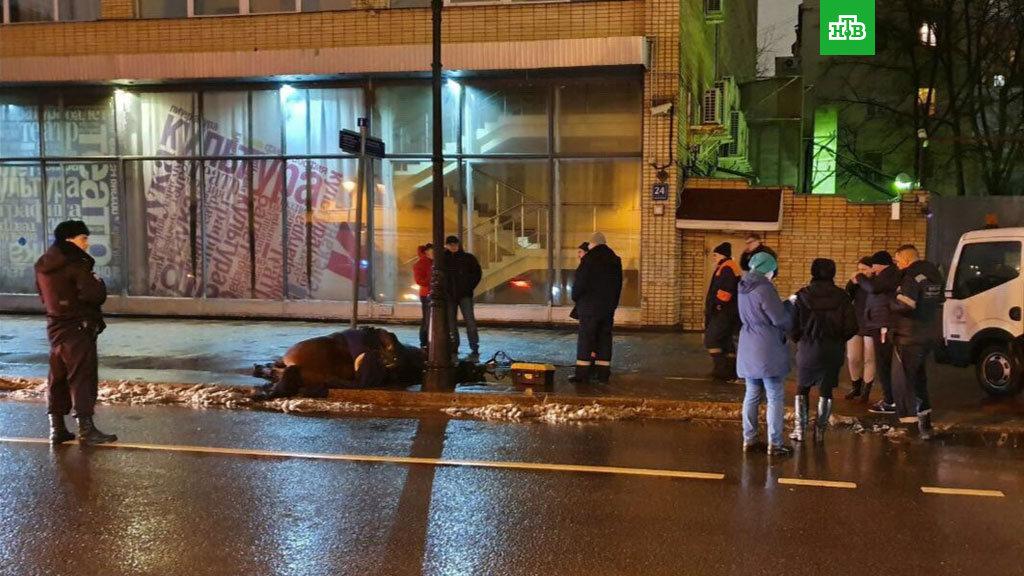 В Москве конь умер от удара током, наступив в лужу