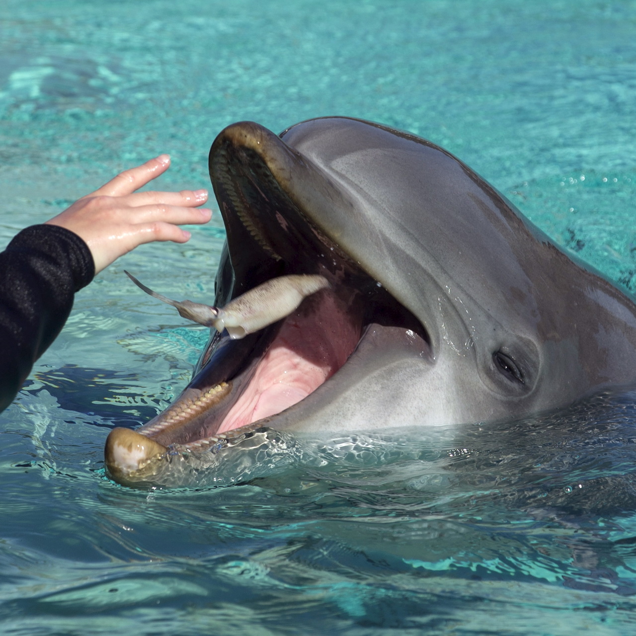 Почему нельзя дружить с дельфинами