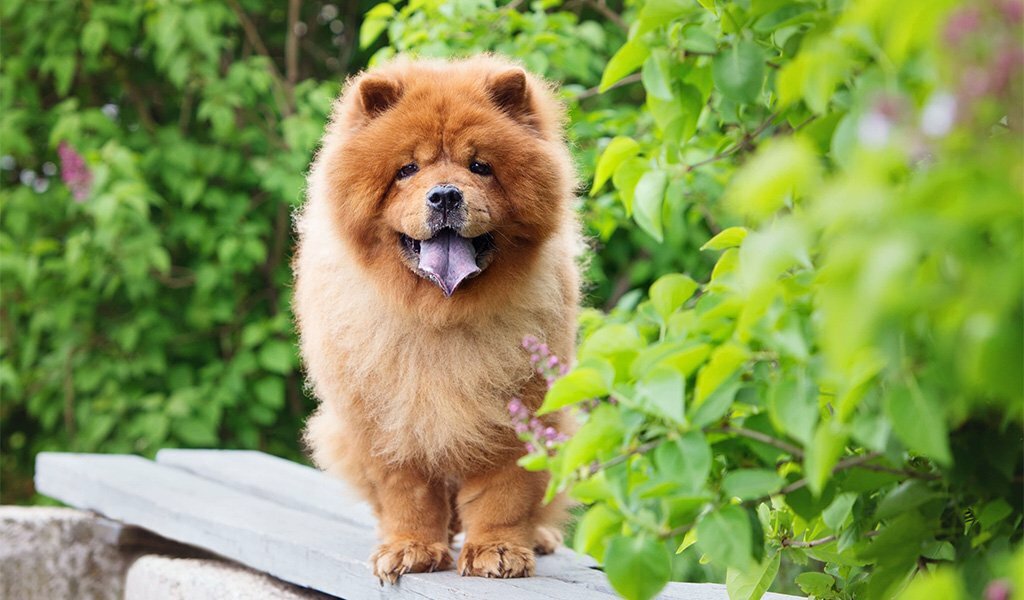 Синий язык у собаки: норма или отклонение