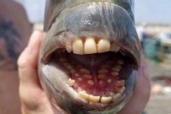 В США рыбак поймал рыбу с «человеческими зубами»