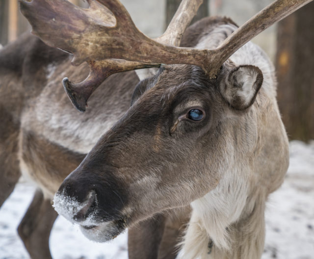 Почему северные олени меняют цвет глаз под Рождество?