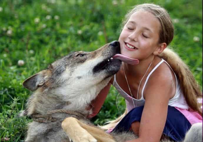 Виляют ли волки хвостом как другие представители семейства псовых