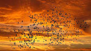 Жуткая долина Джатинга — место массового самоубийства птиц