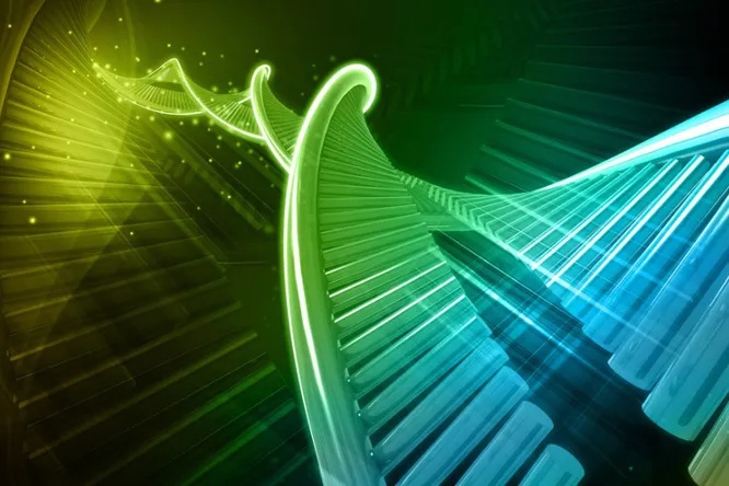 Как ученые разработали полусинтетический организм с «лишней» парой оснований в ДНК