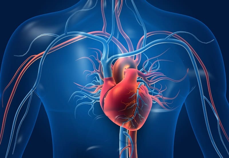Радиация способна омолодить сердце?