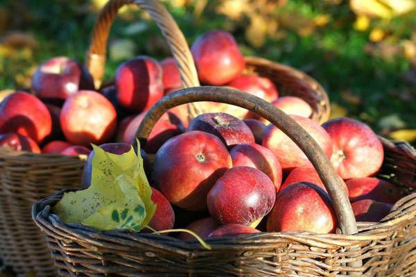 Азербайджан планирует увеличить экспорт яблок в Россию