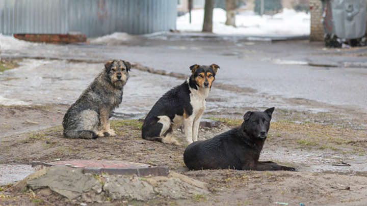 В Ивановской области организовали отлов бродячих собак