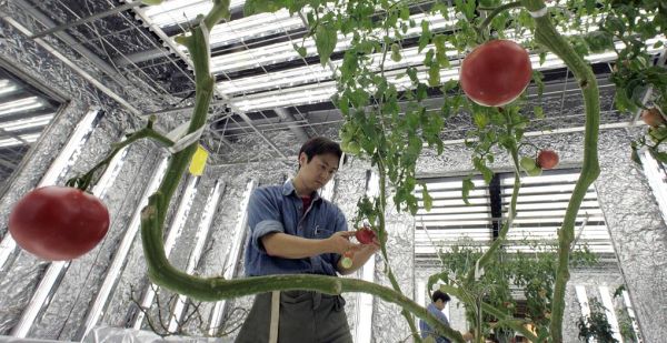 Генетически отредактированные овощи — как ГМО, но безопаснее? Или так уверяют?