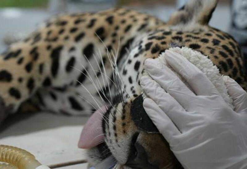 В Бразилии спасают популяции ягуаров