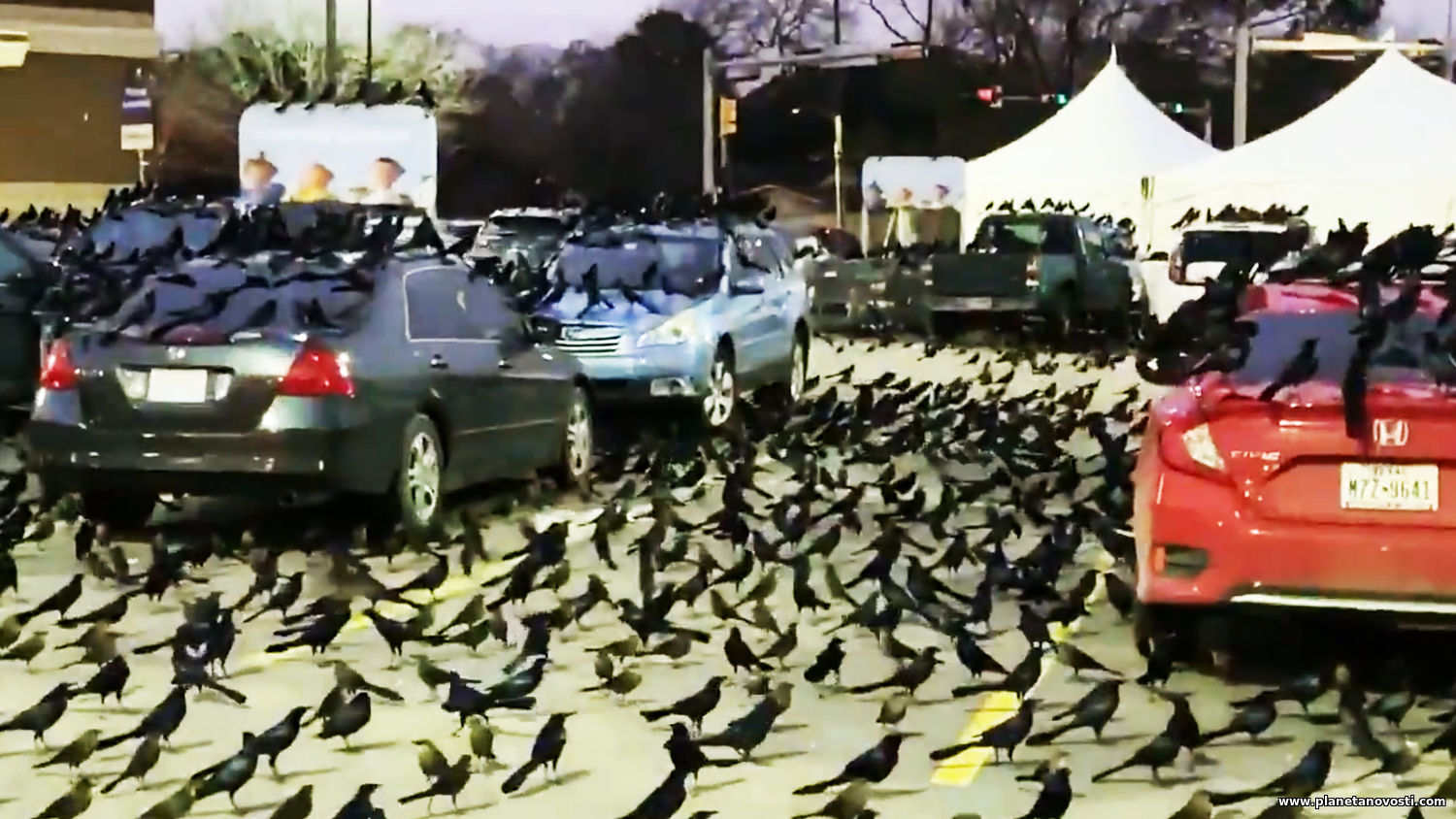 Миграция или знак приближающейся беды: нашествие черных птиц в Техасе обеспокоило людей