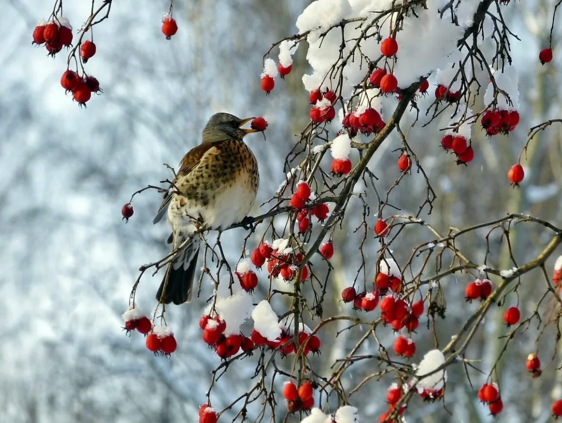 Чем покормить птиц зимой?