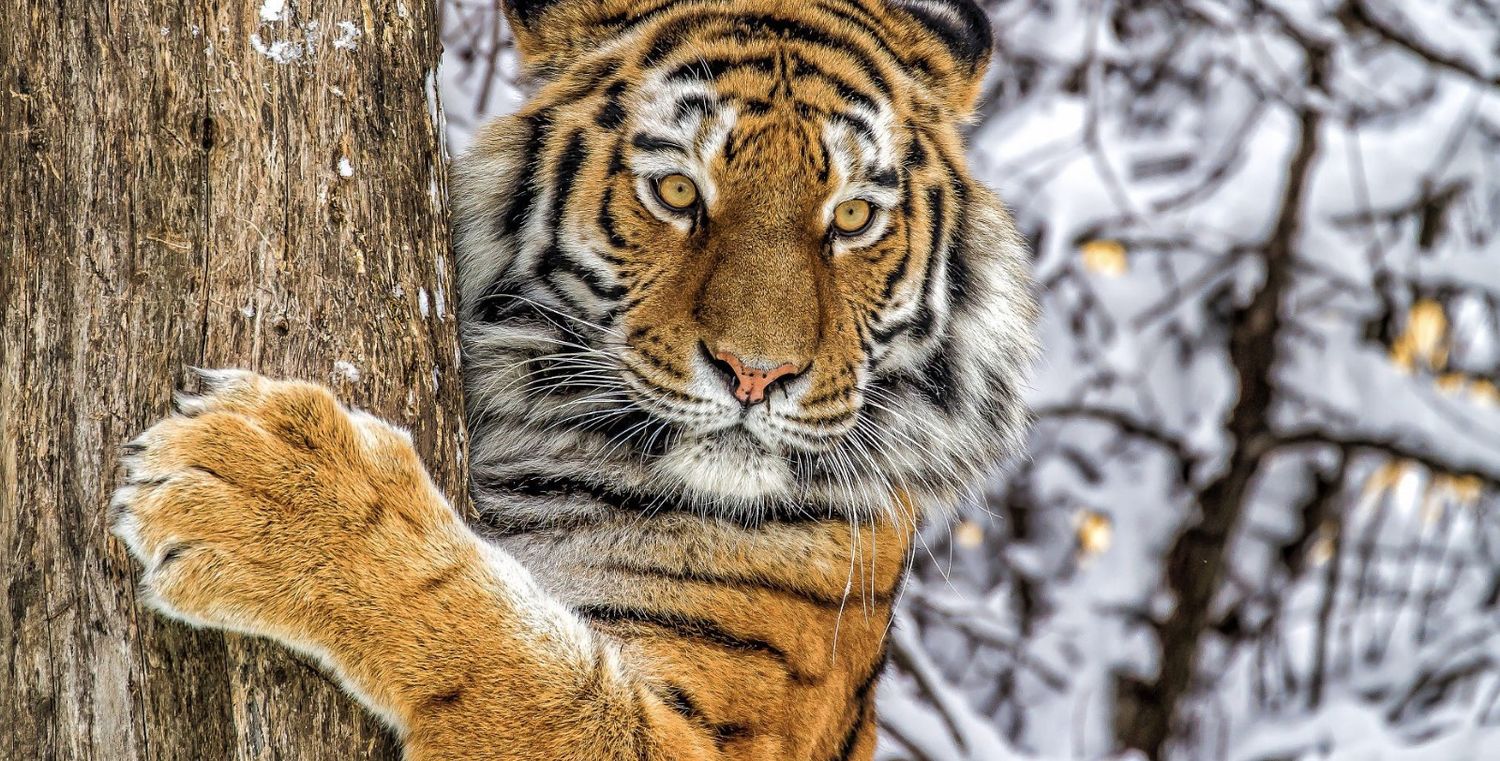 В Якутии впервые за 50 лет обнаружили следы амурского тигра