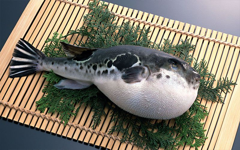 Блюда из рыбы фугу пользуются большой популярностью в Японии и некоторых других странах.