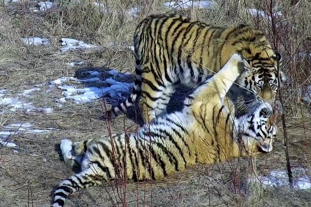 В Приморье застрелили краснокнижного амурского тигра