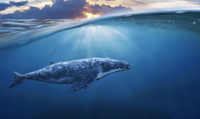 Синий кит — самое большое существо на Земле
