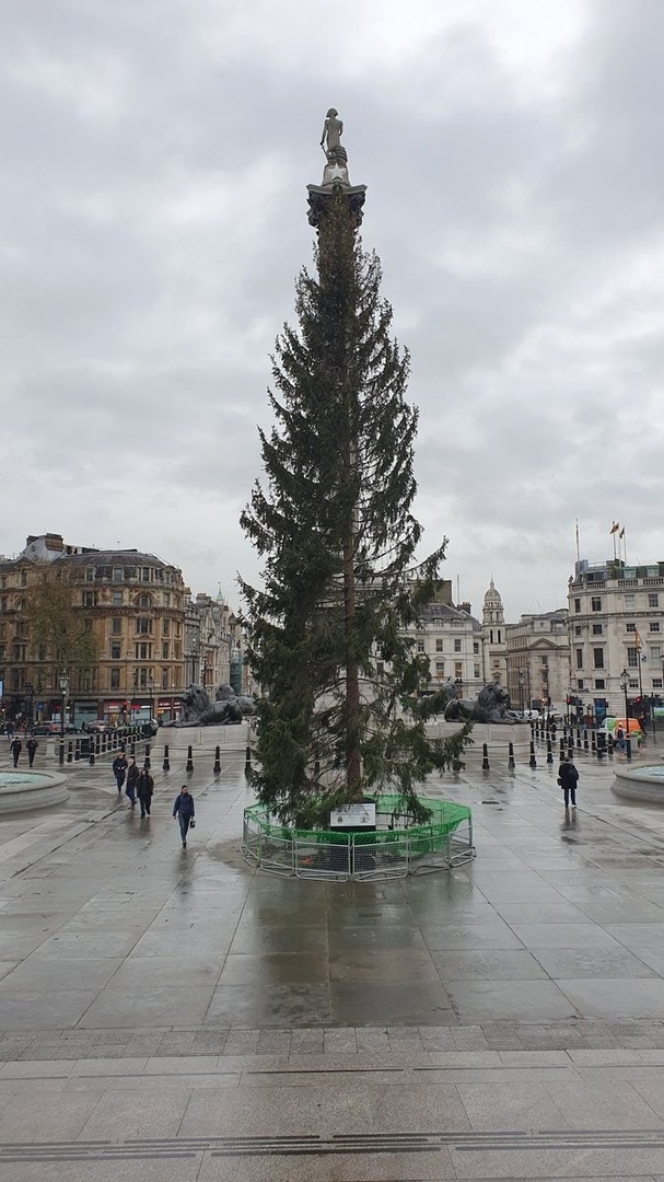 Британцы возмущены новогодней елкой на Трафальгарской площади