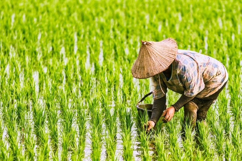 ГМО-сорт «золотой рис» одобрили для питания, но никто не хочет его выращивать