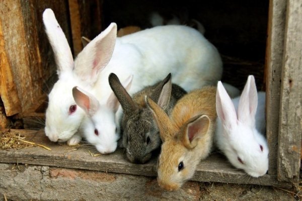 Разведение кроликов: размещение и кормление
