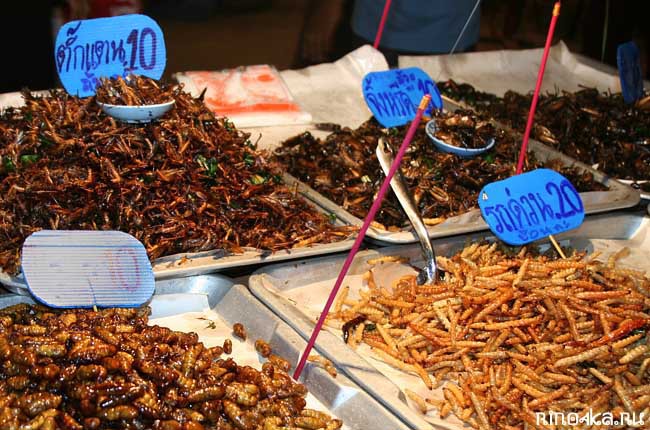 Зачем в Китае выращивают 6 миллиардов тараканов в год